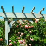 A rose arbor in the Kent Park Arboretum, Webster, New York