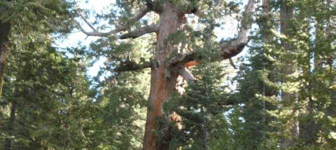 Walk through the Giant Sequoias in the Mariposa Grove