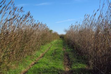 “Marsh Loops” Biking or Hiking Trails on Holden Beach