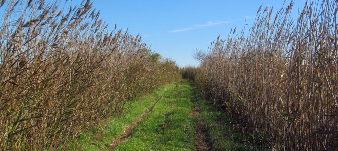 “Marsh Loops” Biking or Hiking Trails on Holden Beach