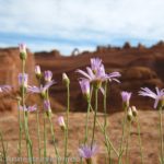 Flowers grow at the Upper Delicate Arch Viewpoint overlooking Delicate Arch, Arches National Park, Utah