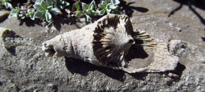 Waterfalls and Fossils: Upper Darby Canyon