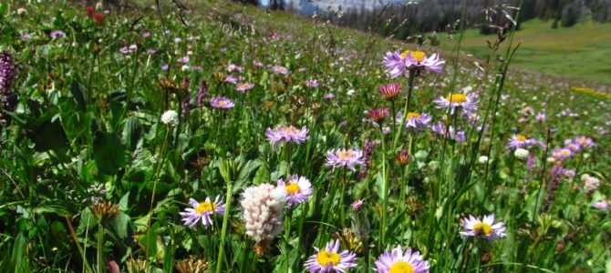 Return to Beautiful Bonneville Pass