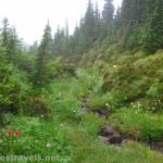 A little stream tumbles down through the meadows along the Timberline Trail en route to McNeil Point, Mt. Hood National Forest, Oregon