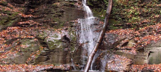 Autumn in Barnes Gully to Barnes Falls
